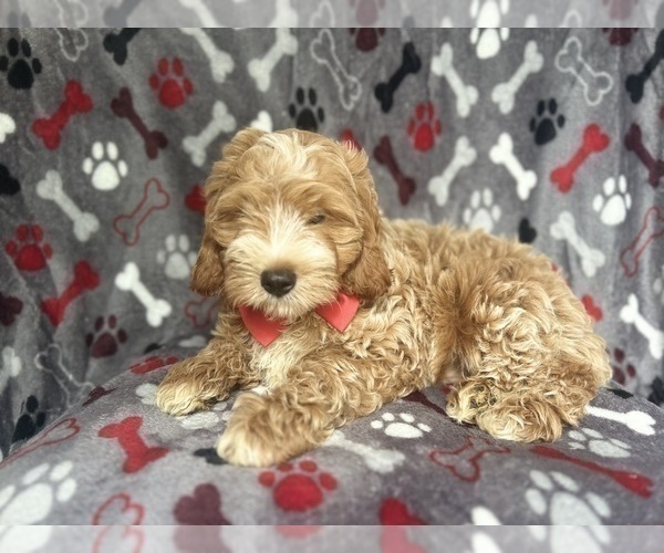 Medium Photo #5 Cock-A-Poo Puppy For Sale in LAKELAND, FL, USA