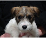 Puppy 0 Parson Russell Terrier