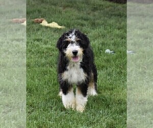 Father of the Bernedoodle puppies born on 04/08/2025