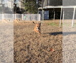 Small #8 Chihuahua Mix
