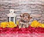Small #8 Chihuahua