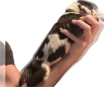 Small #1 Great Dane