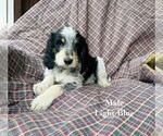 Puppy 3 Bernedoodle-Bluetick Coonhound Mix