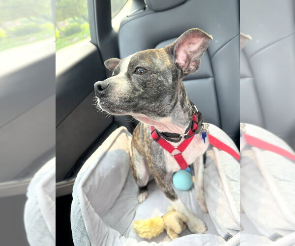 Medium Photo #7 Boston Terrier-Unknown Mix Puppy For Sale in Mundelein, IL, USA