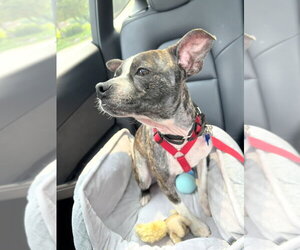 Turnip - Male Boston Terrier-Unknown Mix Dog for Adoption - Photo #7