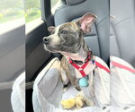 Small Photo #7 Boston Terrier-Unknown Mix Puppy For Sale in Mundelein, IL, USA