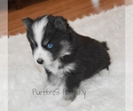 Small #1 Pomsky
