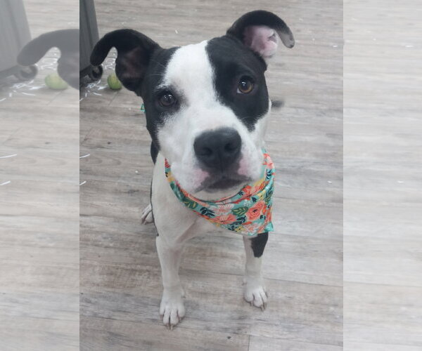 Medium Photo #8 Mutt Puppy For Sale in Murfreesboro, NC, USA