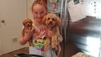 Small Photo #2 Poodle (Toy) Puppy For Sale in LA HABRA, CA, USA