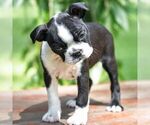 Small #2 Boston Terrier