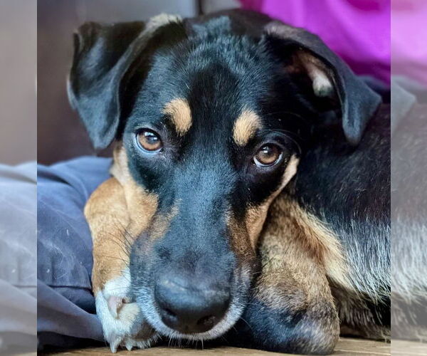 Medium Photo #2 German Pinscher-Unknown Mix Puppy For Sale in Boston, MA, USA