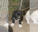 Puppy 5 Boxweiler