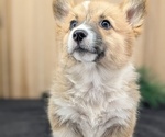 Small Photo #58 Pembroke Welsh Corgi Puppy For Sale in GOSHEN, IN, USA