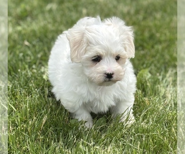 Medium Photo #6 Maltese Puppy For Sale in ROCK STREAM, NY, USA