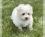 Small #5 Maltese