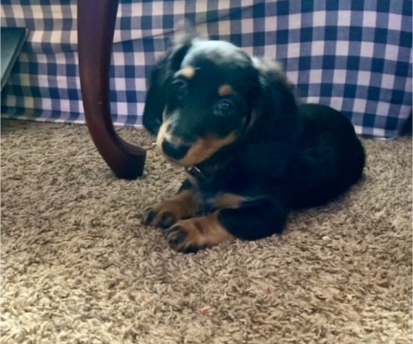 Medium Photo #1 Dachshund Puppy For Sale in FRANKFORT, SD, USA