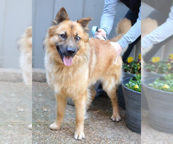 Medium Photo #3 German Shepherd Dog-Unknown Mix Puppy For Sale in Enfield, CT, USA