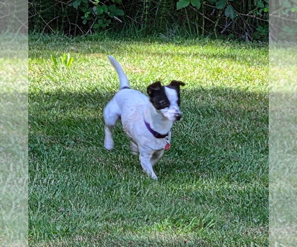 Medium Photo #1 Chihuahua-Unknown Mix Puppy For Sale in Bellingham, WA, USA