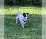 Small Chihuahua Mix