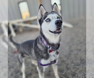Sweatpants - Female Siberian Husky Dog for Adoption - Photo #9