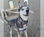 Small Photo #9 Siberian Husky Puppy For Sale in Fargo, ND, USA