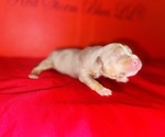 Small Photo #8 American Bully Puppy For Sale in TRENTON, NJ, USA