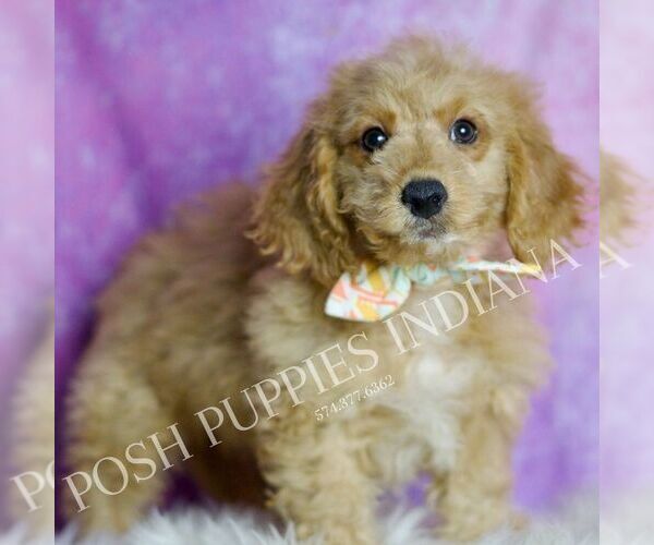 Medium Photo #4 Goldendoodle (Miniature) Puppy For Sale in WARSAW, IN, USA