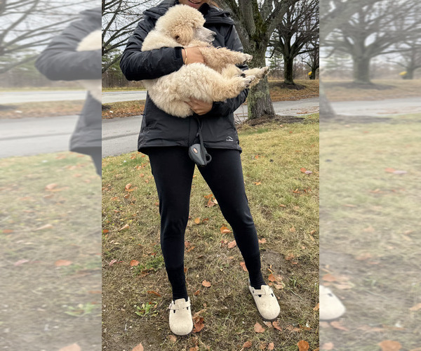 Medium Photo #1 Poodle (Standard) Puppy For Sale in HAMMOND, ME, USA
