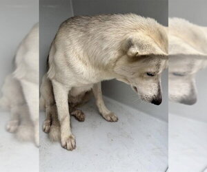 Gerberian Shepsky Dogs for adoption in Houston, TX, USA