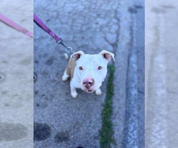 Medium Photo #7 American Staffordshire Terrier-Unknown Mix Puppy For Sale in Lake Forest, CA, USA