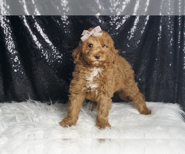Medium Photo #65 Goldendoodle (Miniature) Puppy For Sale in WARSAW, IN, USA