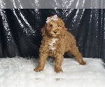 Small Photo #65 Goldendoodle (Miniature) Puppy For Sale in WARSAW, IN, USA