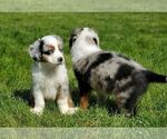 Small Photo #4 Miniature Australian Shepherd Puppy For Sale in HILLSBORO, OR, USA