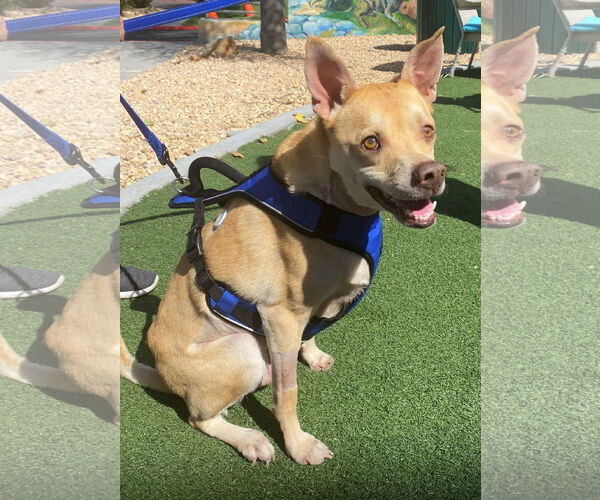 Medium Photo #7 Mutt Puppy For Sale in Oceanside, CA, USA