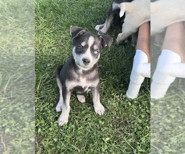 Medium Photo #1 Siberian Husky-Unknown Mix Puppy For Sale in Springdale, PA, USA