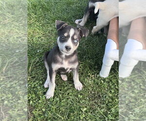 Siberian Husky-Unknown Mix Dogs for adoption in Springdale, PA, USA