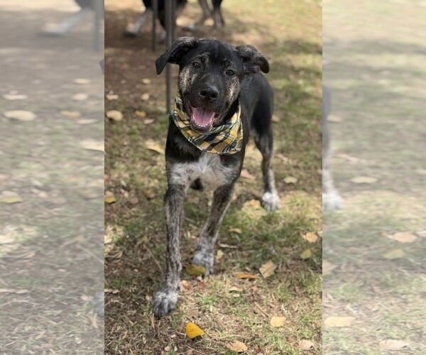 Medium Photo #1 Sheprador Puppy For Sale in Phoenix, AZ, USA
