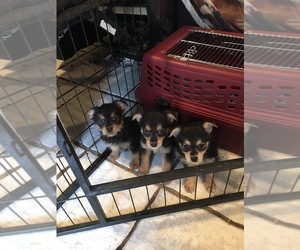 Yorkshire Terrier Puppy for sale in SAINT CLOUD, MN, USA