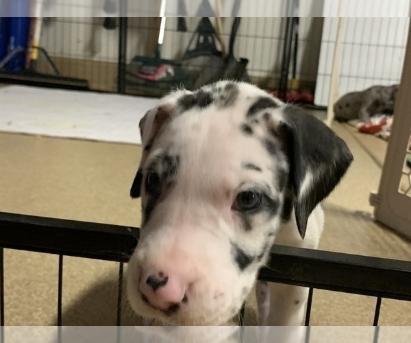 Medium Photo #58 Great Dane Puppy For Sale in MARICOPA, AZ, USA