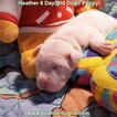 Small Photo #27 Dogo Argentino Puppy For Sale in JANE, MO, USA