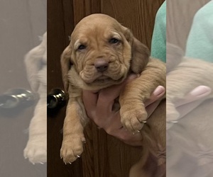 Bloodhound Puppy for sale in FORT MORGAN, CO, USA