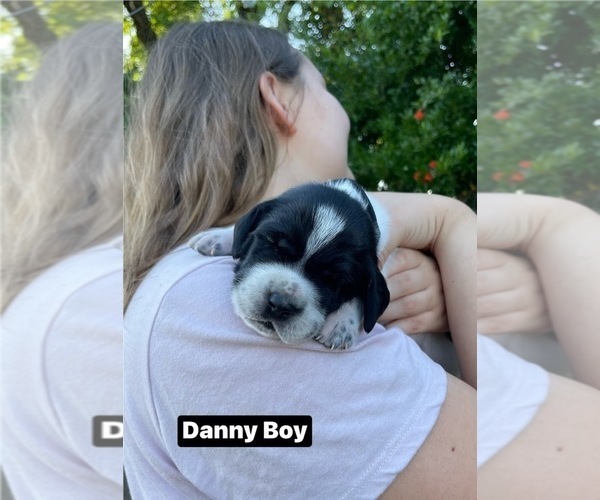 Medium Photo #3 Pointer Puppy For Sale in SACRAMENTO, CA, USA