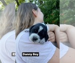 Small Photo #8 Pointer Puppy For Sale in SACRAMENTO, CA, USA