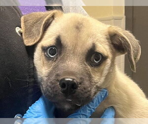 Mutt Dogs for adoption in Denver, CO, USA
