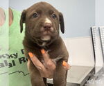 Small #1 Labrador Retriever-Retriever  Mix