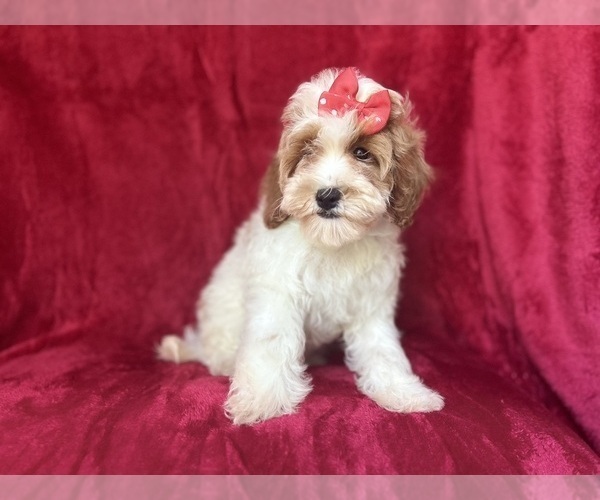 Medium Photo #4 Cock-A-Poo Puppy For Sale in LAKELAND, FL, USA