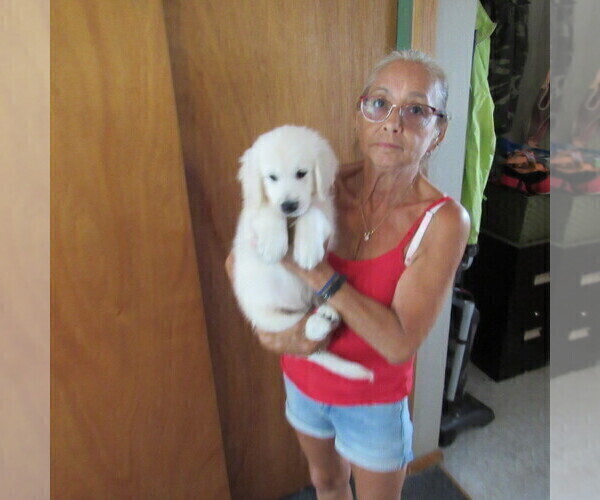 Medium Photo #33 English Cream Golden Retriever Puppy For Sale in NORTHWOOD, OH, USA