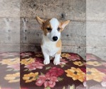 Small #9 Pembroke Welsh Corgi