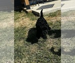 Small #2 Cockapoo (Miniature)