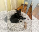 Small #4 Dachshund-Labrador Retriever Mix